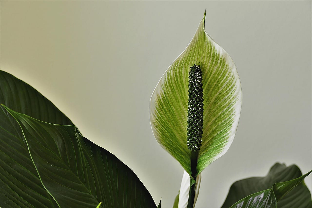 Lírio-da-Paz na Hidroponia: Tenha Essa Planta em Casa